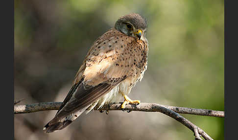 Turmfalke (Falco tinnunculus)