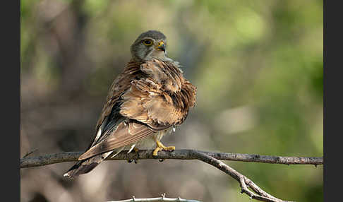 Turmfalke (Falco tinnunculus)