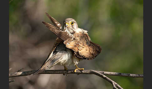 Turmfalke (Falco tinnunculus)