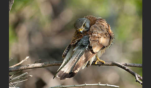 Turmfalke (Falco tinnunculus)