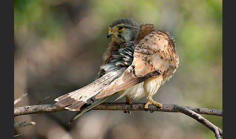 Turmfalke (Falco tinnunculus)