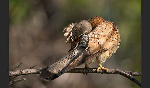 Turmfalke (Falco tinnunculus)