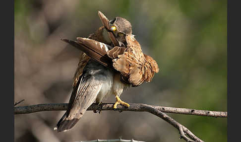 Turmfalke (Falco tinnunculus)