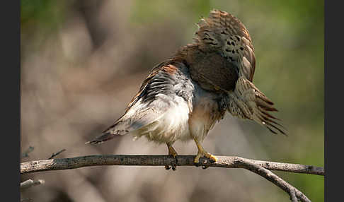 Turmfalke (Falco tinnunculus)