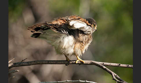 Turmfalke (Falco tinnunculus)