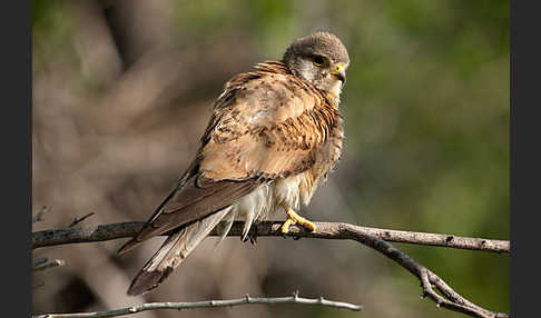 Turmfalke (Falco tinnunculus)