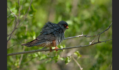 Rotfußfalke (Falco vespertinus)