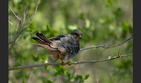 Rotfußfalke (Falco vespertinus)