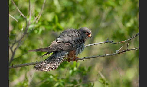 Rotfußfalke (Falco vespertinus)