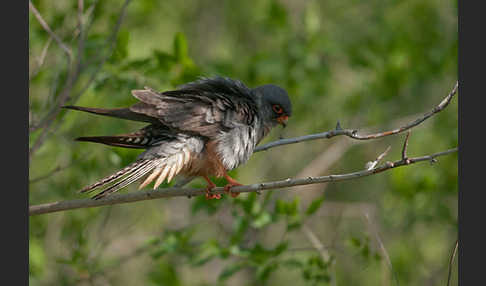 Rotfußfalke (Falco vespertinus)