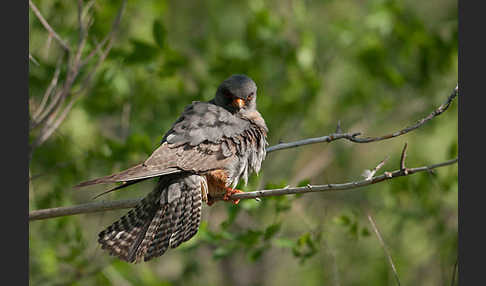 Rotfußfalke (Falco vespertinus)