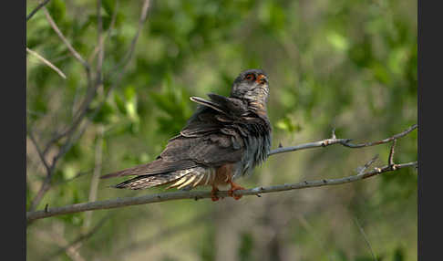 Rotfußfalke (Falco vespertinus)