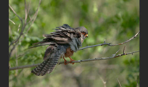 Rotfußfalke (Falco vespertinus)