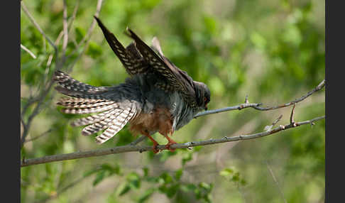 Rotfußfalke (Falco vespertinus)