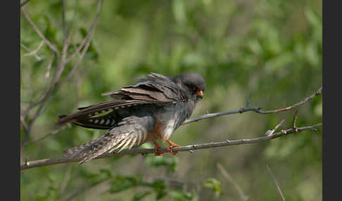 Rotfußfalke (Falco vespertinus)