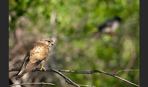 Turmfalke (Falco tinnunculus)