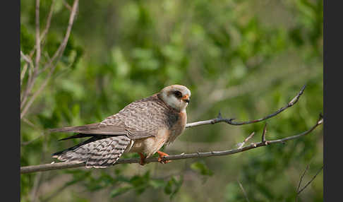 Rotfußfalke (Falco vespertinus)