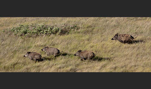 Schwarzwild (Sus scrofa)