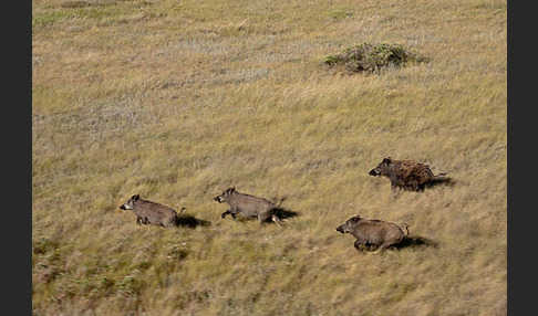 Schwarzwild (Sus scrofa)