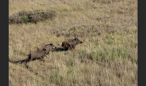 Schwarzwild (Sus scrofa)