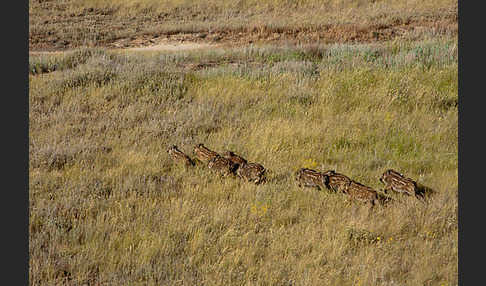 Schwarzwild (Sus scrofa)