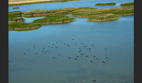 Kormoran (Phalacrocorax carbo)