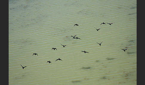 Kormoran (Phalacrocorax carbo)