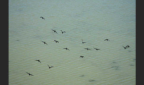 Kormoran (Phalacrocorax carbo)