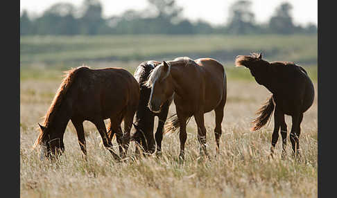 Hauspferd (Equus caballus)