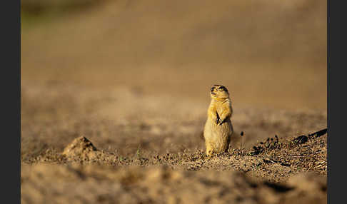 Gelbziesel (Spermophilus fulvus)