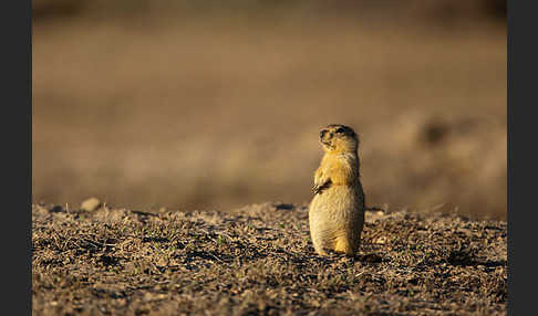 Gelbziesel (Spermophilus fulvus)