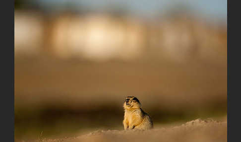 Gelbziesel (Spermophilus fulvus)