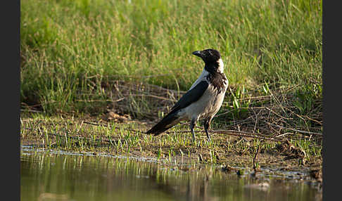 Nebelkrähe (Corvus corone cornix)