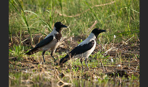 Nebelkrähe (Corvus corone cornix)