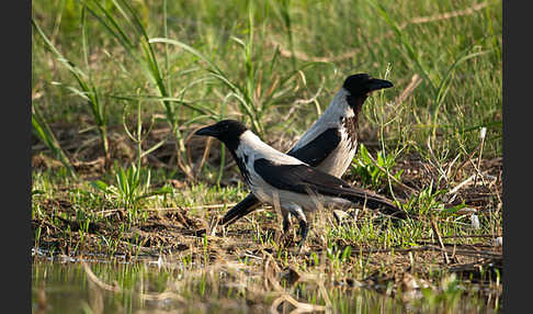 Nebelkrähe (Corvus corone cornix)