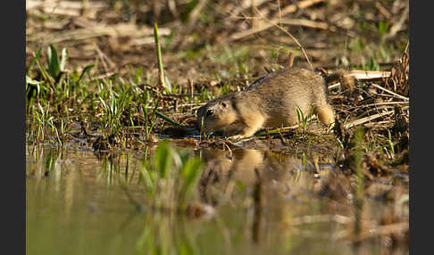 Gelbziesel (Spermophilus fulvus)