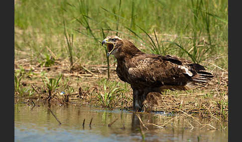 Steppenadler (Aquila nipalensis)