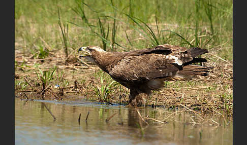 Steppenadler (Aquila nipalensis)