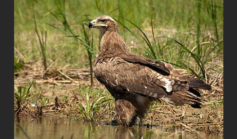 Steppenadler (Aquila nipalensis)