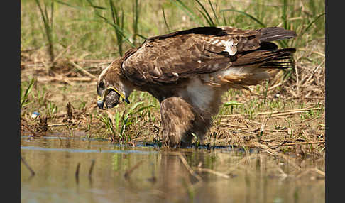 Steppenadler (Aquila nipalensis)