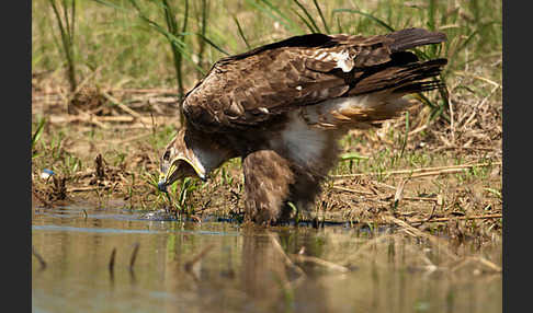 Steppenadler (Aquila nipalensis)