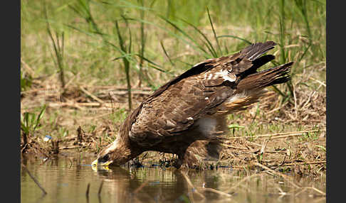 Steppenadler (Aquila nipalensis)