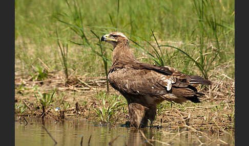 Steppenadler (Aquila nipalensis)