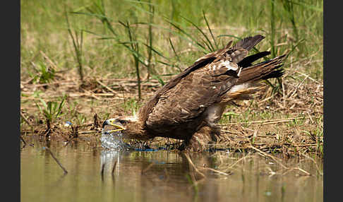 Steppenadler (Aquila nipalensis)