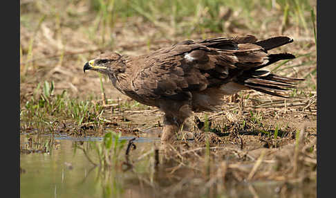 Steppenadler (Aquila nipalensis)