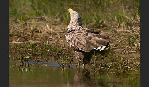 Seeadler (Haliaeetus albicilla)