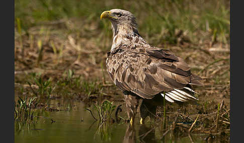 Seeadler (Haliaeetus albicilla)