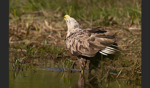 Seeadler (Haliaeetus albicilla)