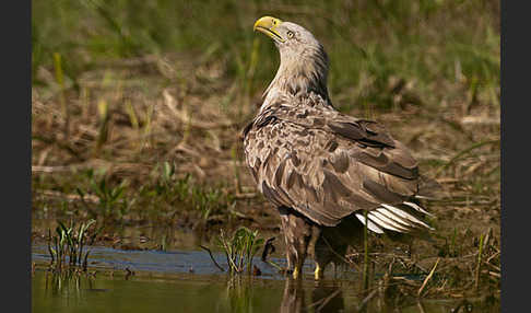 Seeadler (Haliaeetus albicilla)