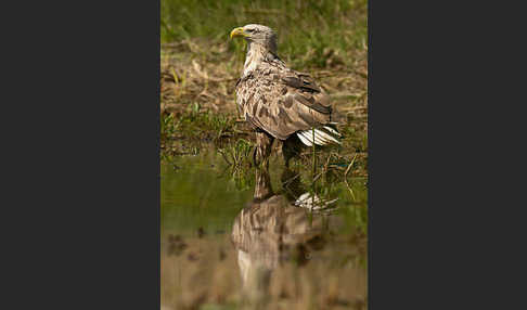 Seeadler (Haliaeetus albicilla)